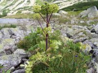 Дудник лекарственный – Angelica officinalis L.