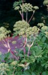 Дудник лекарственный – Angelica officinalis L.