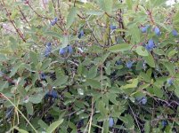 Жимолость съедобная – Lonicera edulis L.