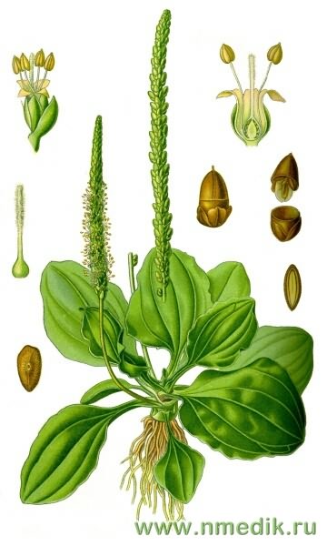 Подорожник большой - Plantago major