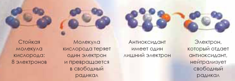 Антиоксиданты в продуктах питания Антиоксиданты в продуктах питания