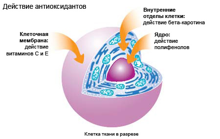 Антиоксиданты в продуктах питания Антиоксиданты в продуктах питания