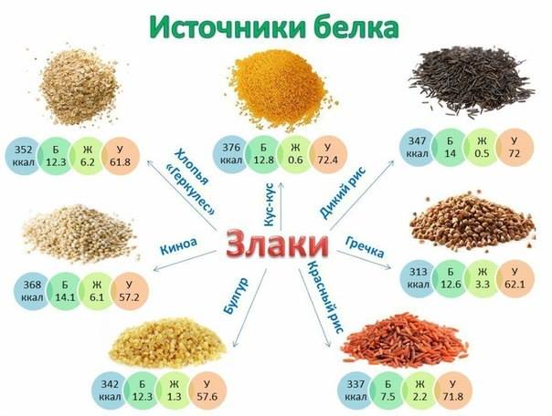 Источники протеина (белка) Источники протеина (белка)