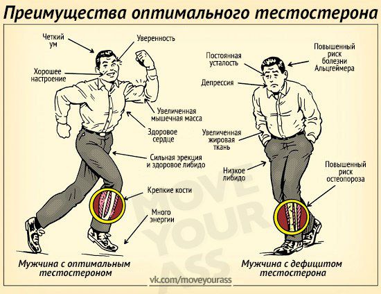 Главный мужской гормон Тестостерон Главный мужской гормон Тестостерон