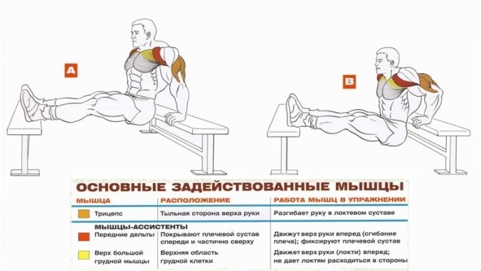 Отжимания от скамьи - Упражнения для построения могучих трицепсов Отжимания от скамьи - Упражнения для трицепсов