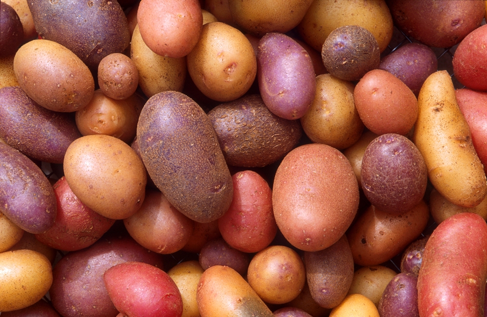 Картофель - История каждого овоща