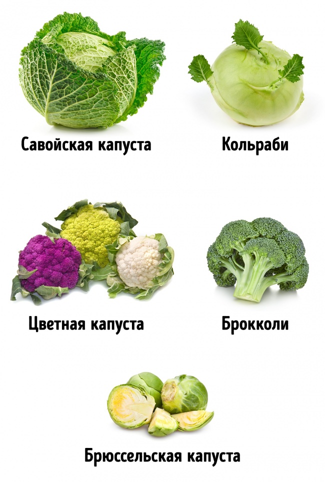 Памятка как выбрать правильные и свежие овощи Памятка как выбрать овощи