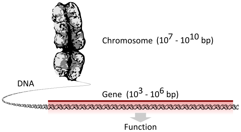 Гени та інтелект we-and-our-genes1.png