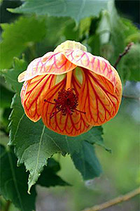 Абутилон полосатый Abutilon striatum