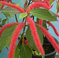 Акалифа щетинистоволосистая Acalypha hispida