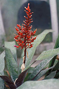 Эхмея сверкающая Aechmea fulgen