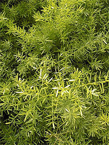 Аспарагус густоцветковый Шпренгера Asparagus densiflorus Sprengeri