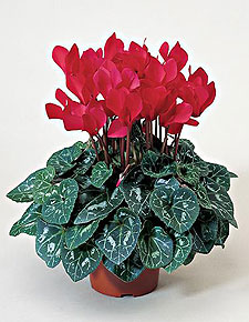 Цикламен персидский Cyclamen persicum