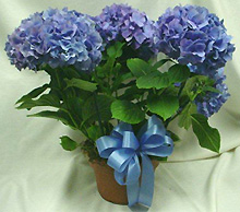 Гортензия крупнолистная Hydrangea macrophylla