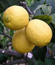 Лимон Limon