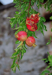 Гранат карликовый Punica granatum nanum