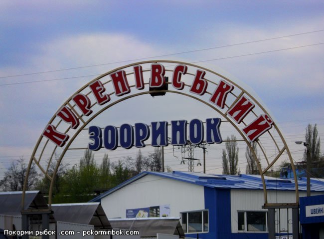 Киевский Птичий рынок Птичий рынок в Киеве