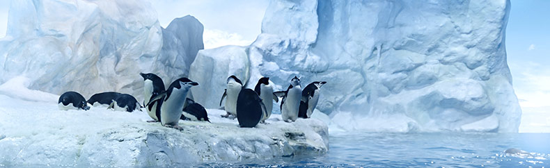 Санкции и фильтры Google наложенные на сайты Пингвин (Penguin) фильтр Google