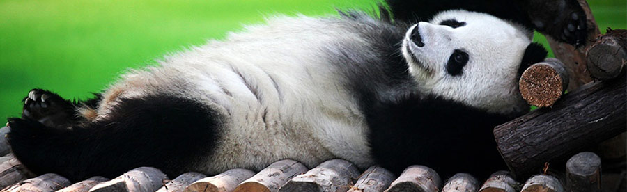 Санкции и фильтры Google наложенные на сайты Панда (Panda) фильтр Google