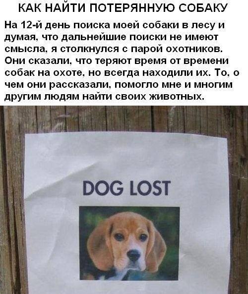 Как найти потерянную собаку? Как найти потерянную собаку?