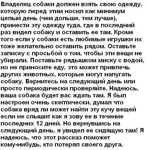 Как найти потерянную собаку? Как найти потерянную собаку?