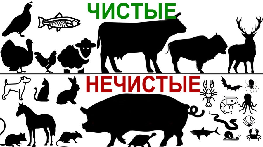 Разница между чистыми и нечистыми животными Чистые и нечистые животные