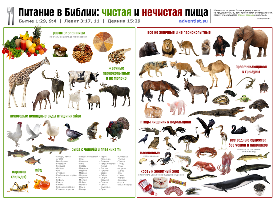 Разница между чистыми и нечистыми животными Чистые и нечистые животные